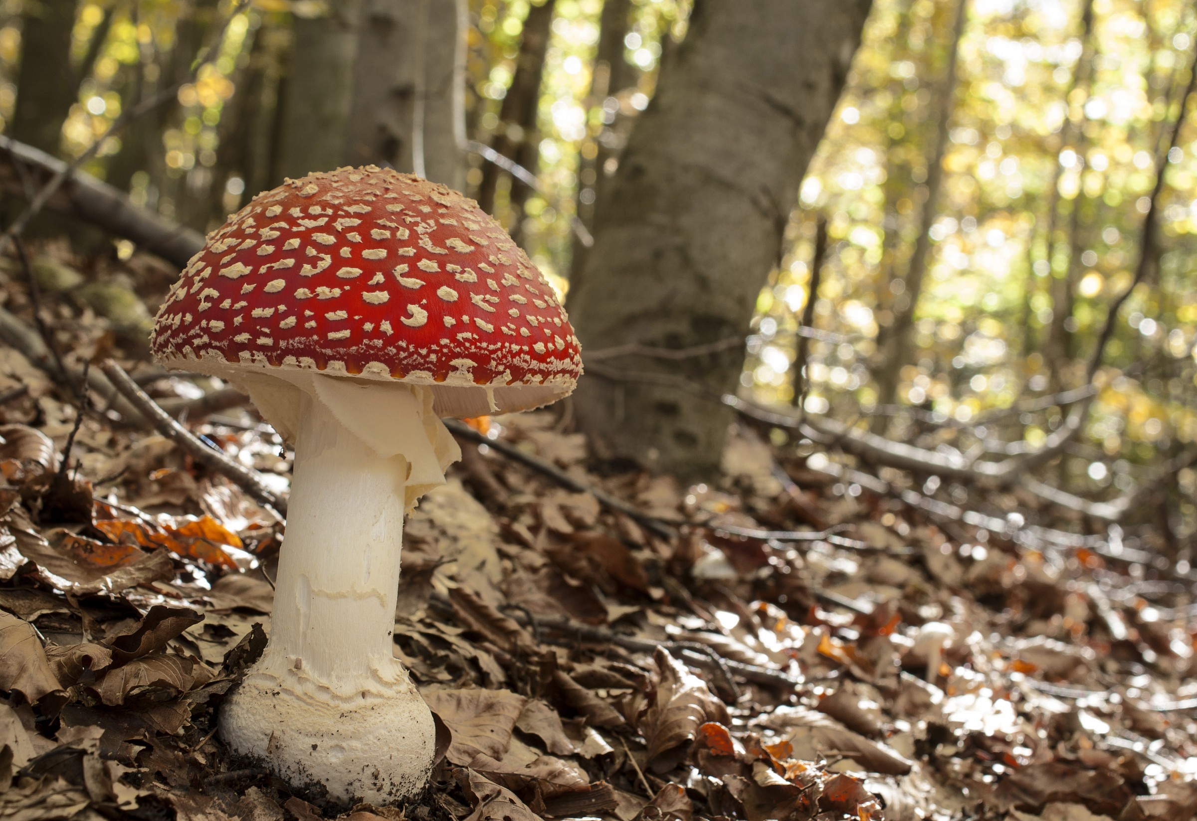 Amanita muscaria