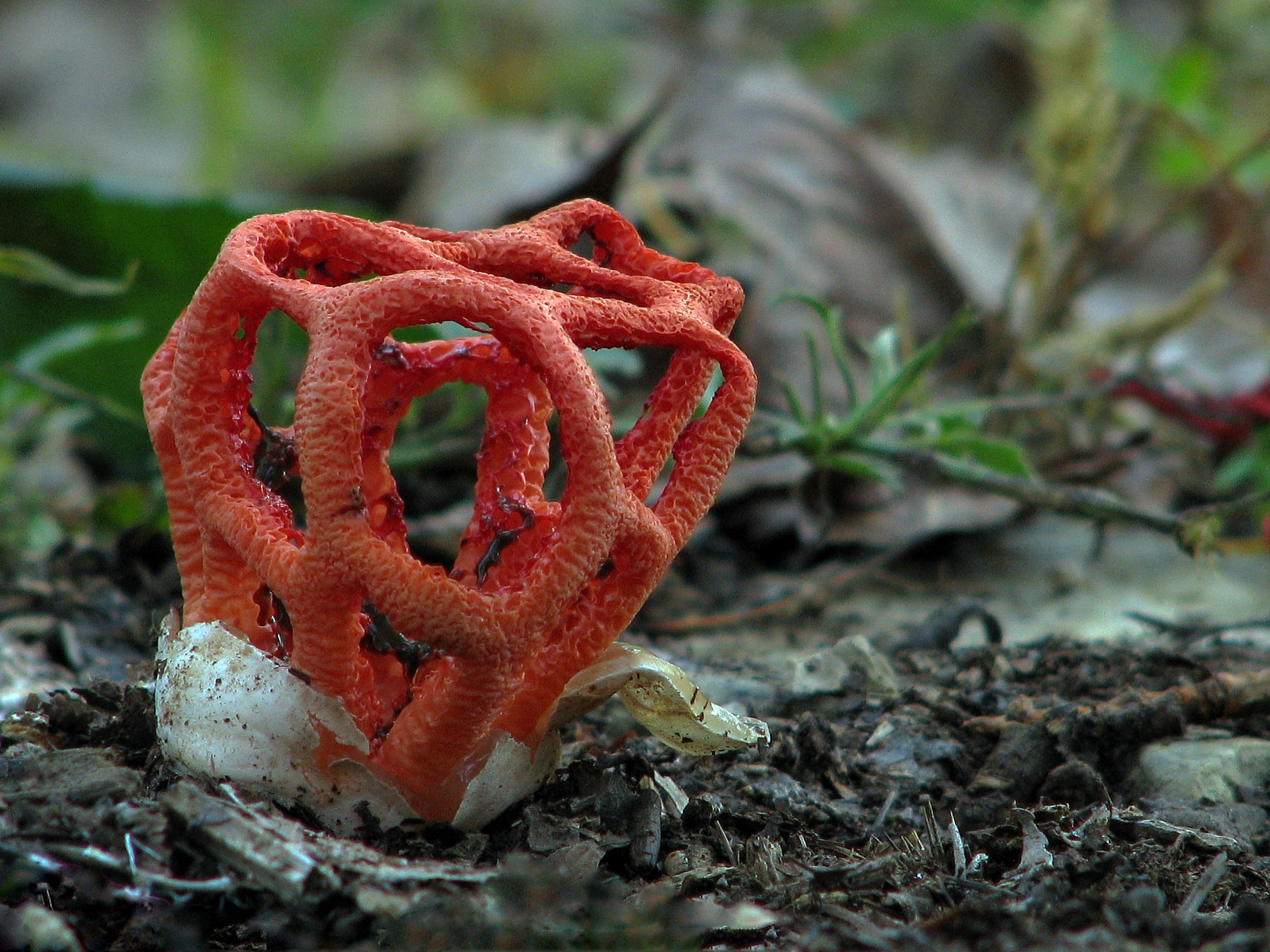 Clathrus ruber