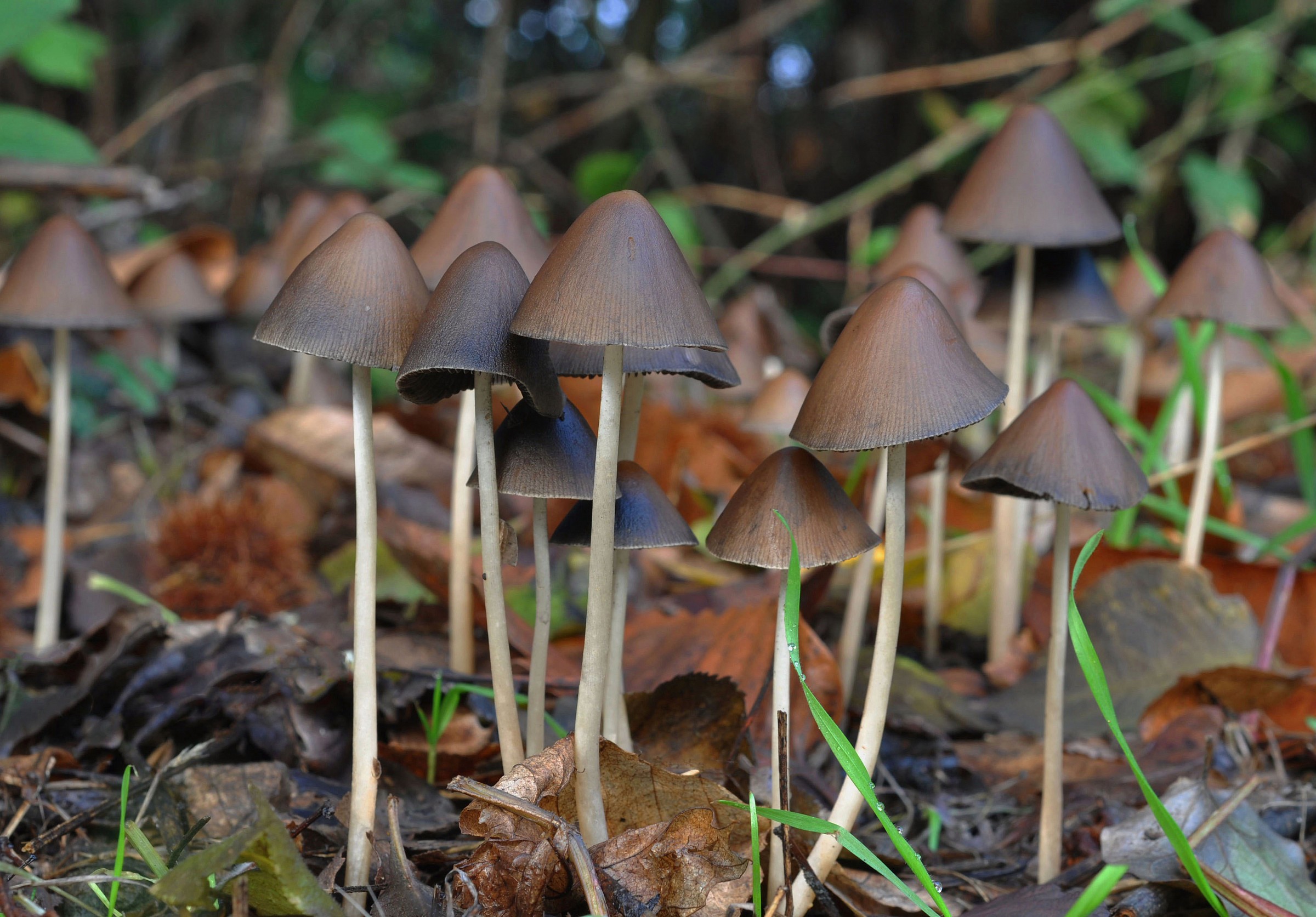 Psathyrella conopilus