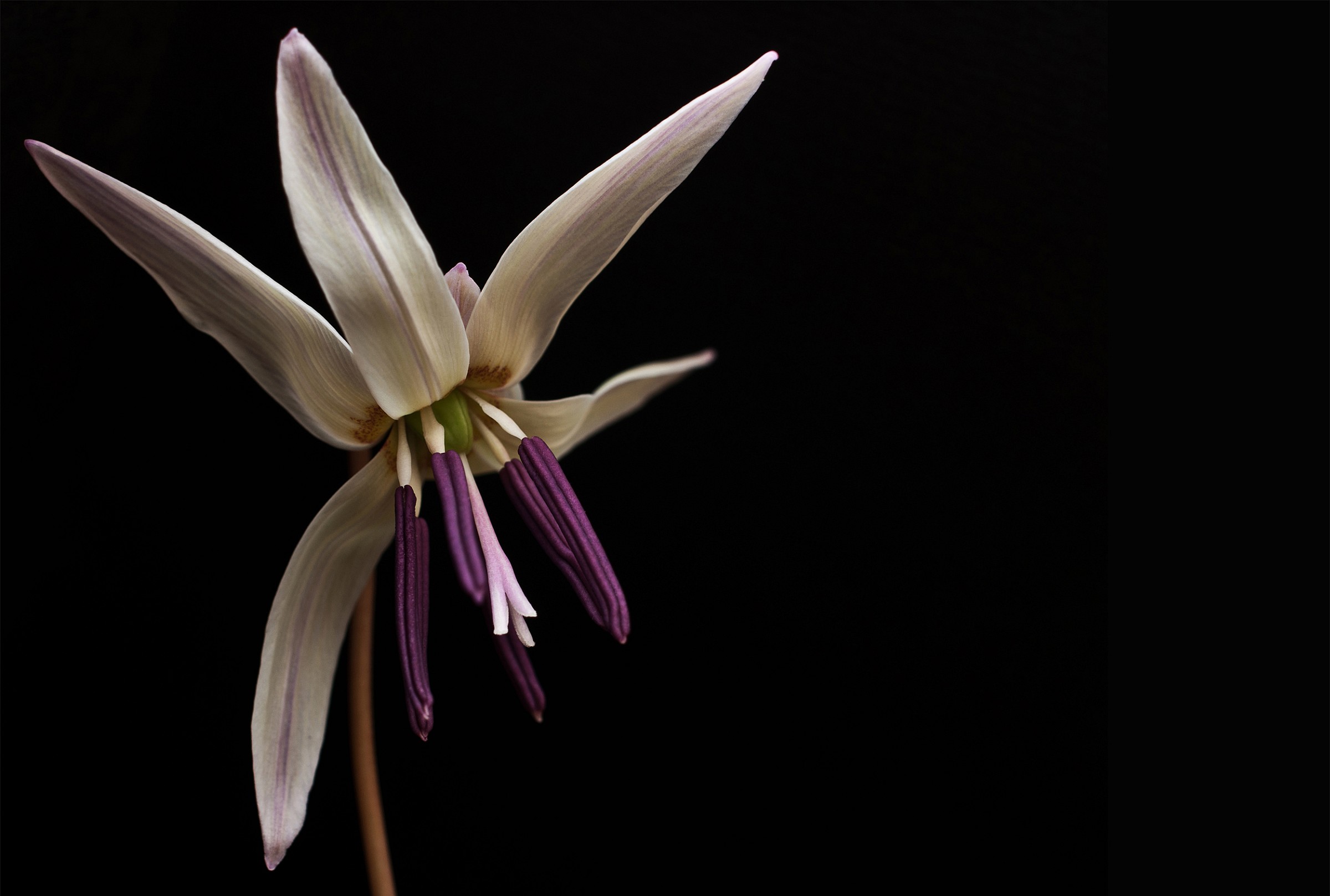 Erythronium dens-canis