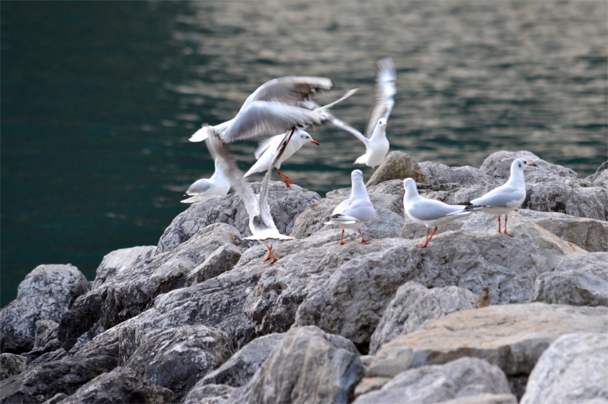 seagulls in Riva del Garda