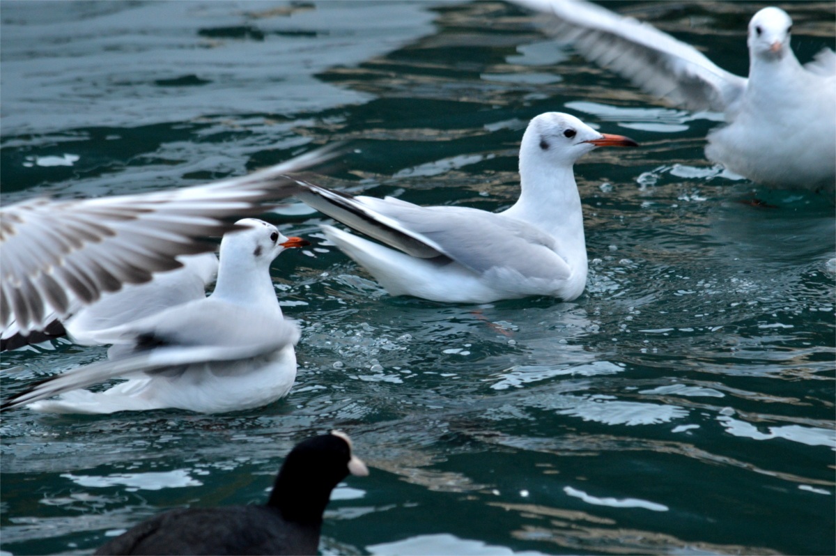 gulls on Lake Garda