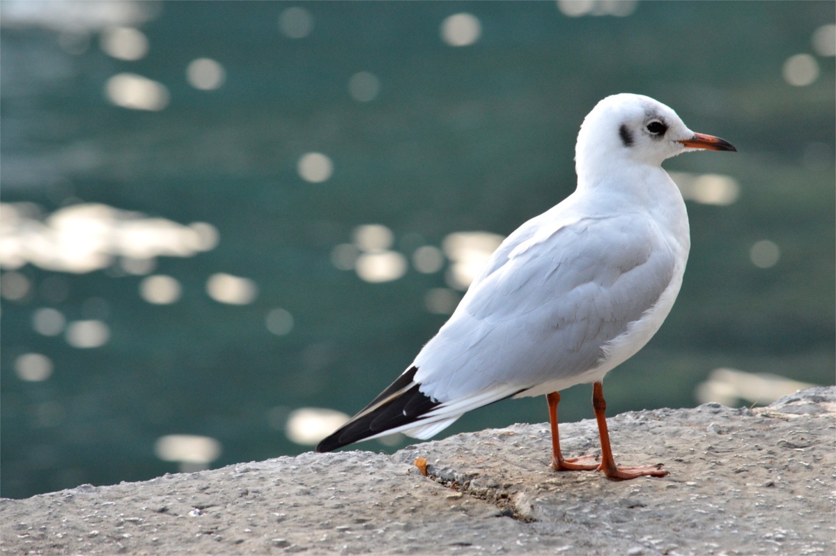 Seagull on the pier