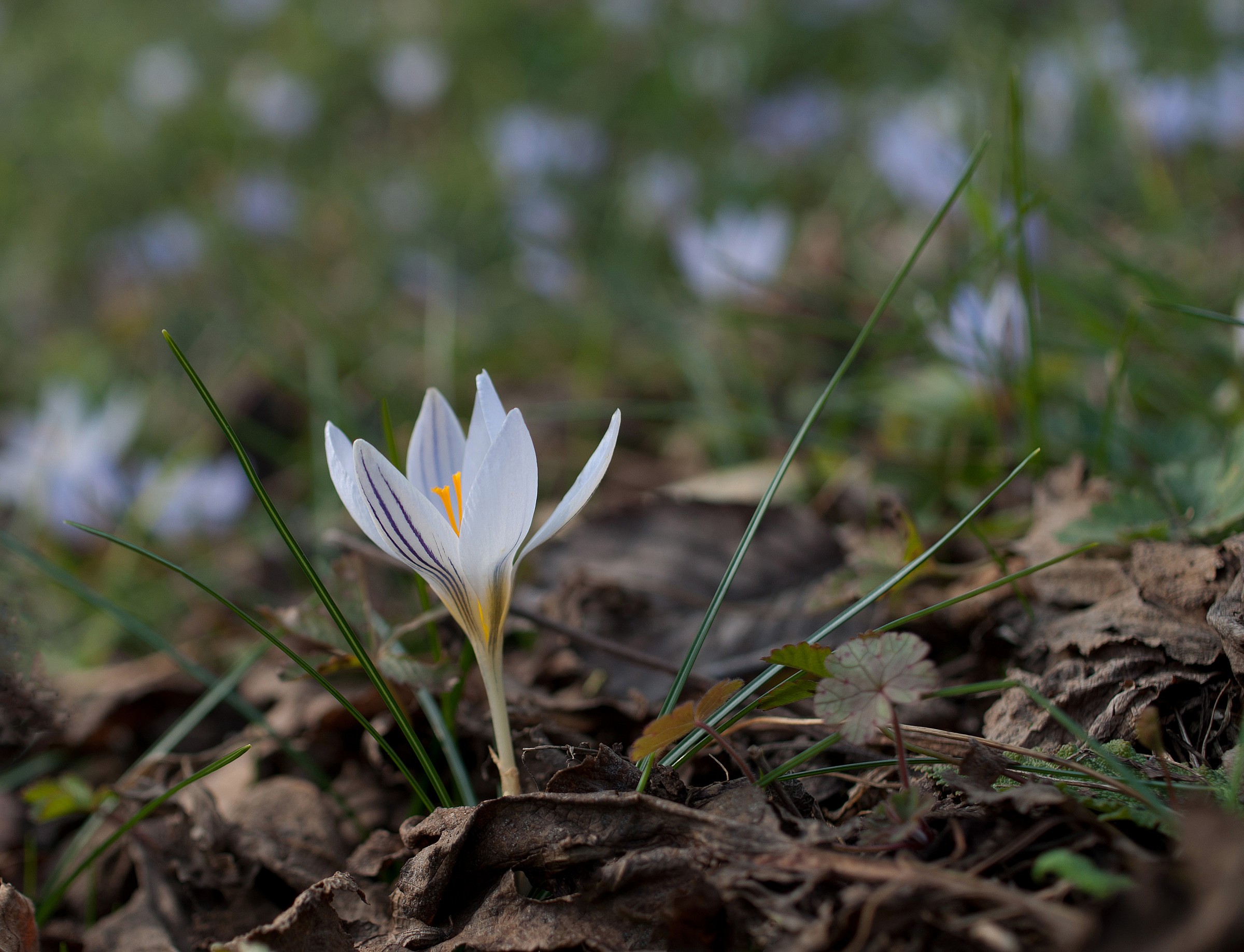 Crocus biflorus