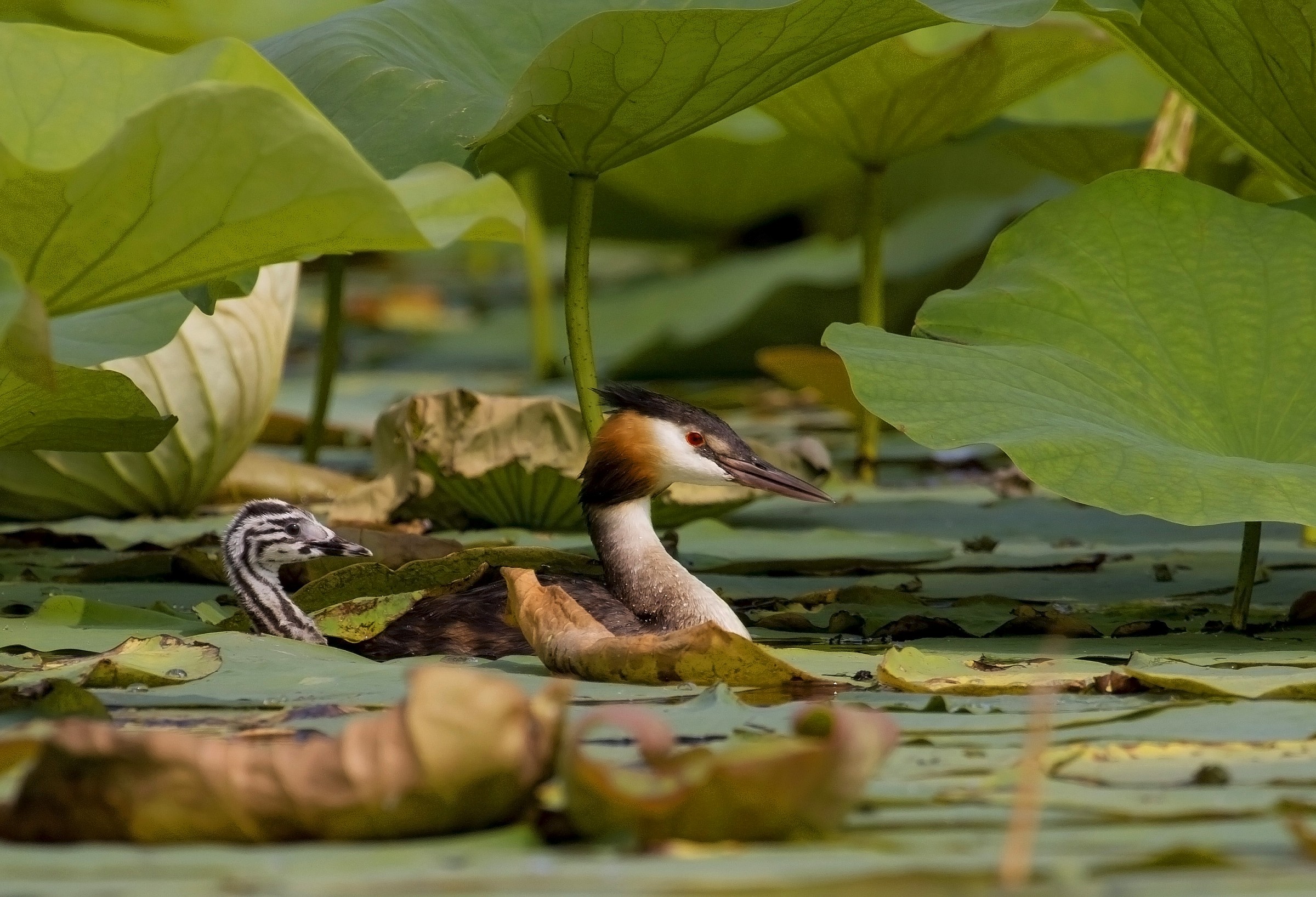 Among the lotus leaves