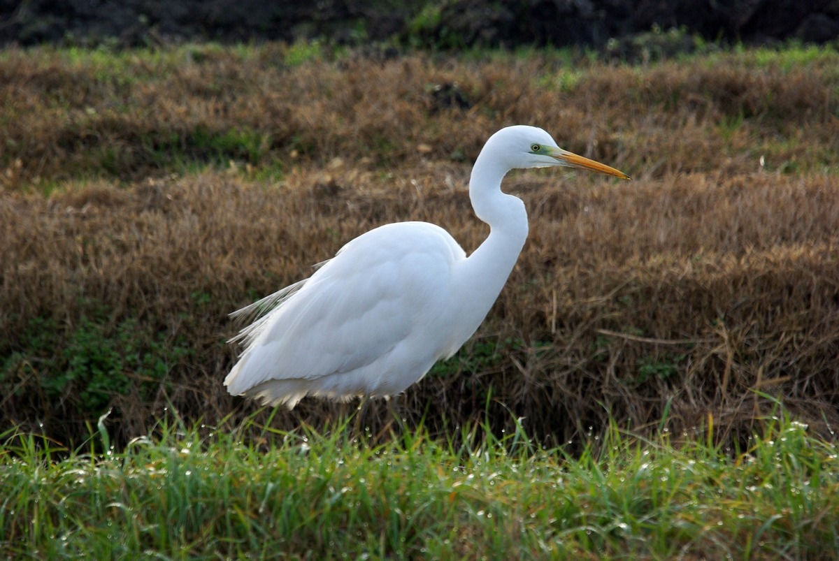 Airone bianco maggiore