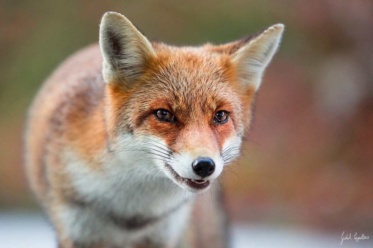 volpe (Vulpes vulpes)