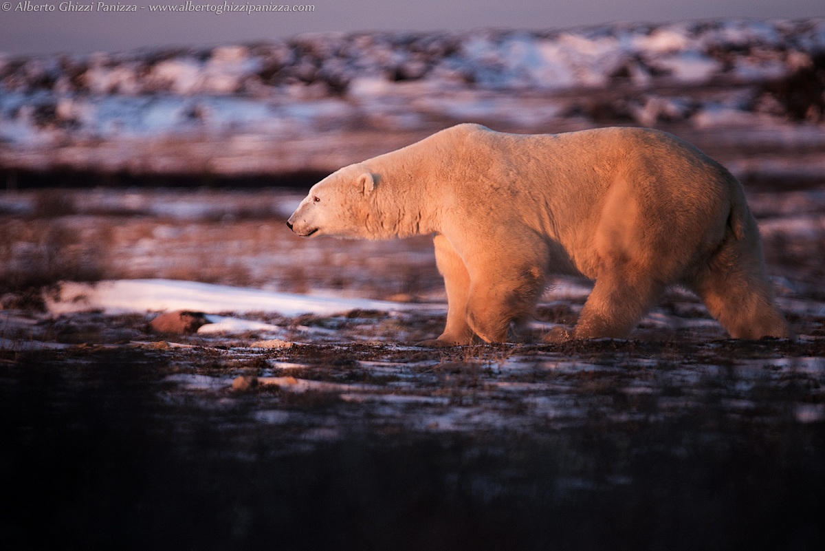 Walking into the sunset