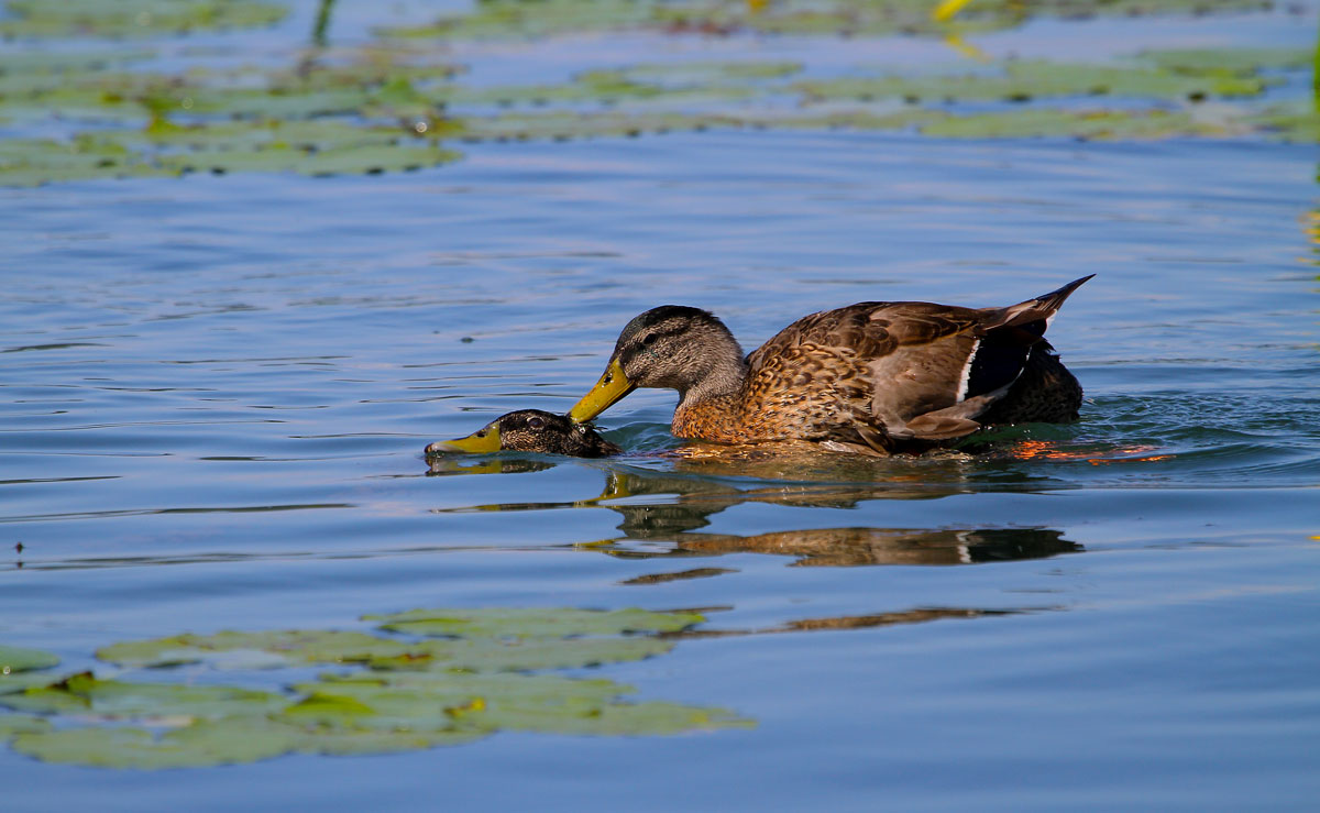 ducks in love