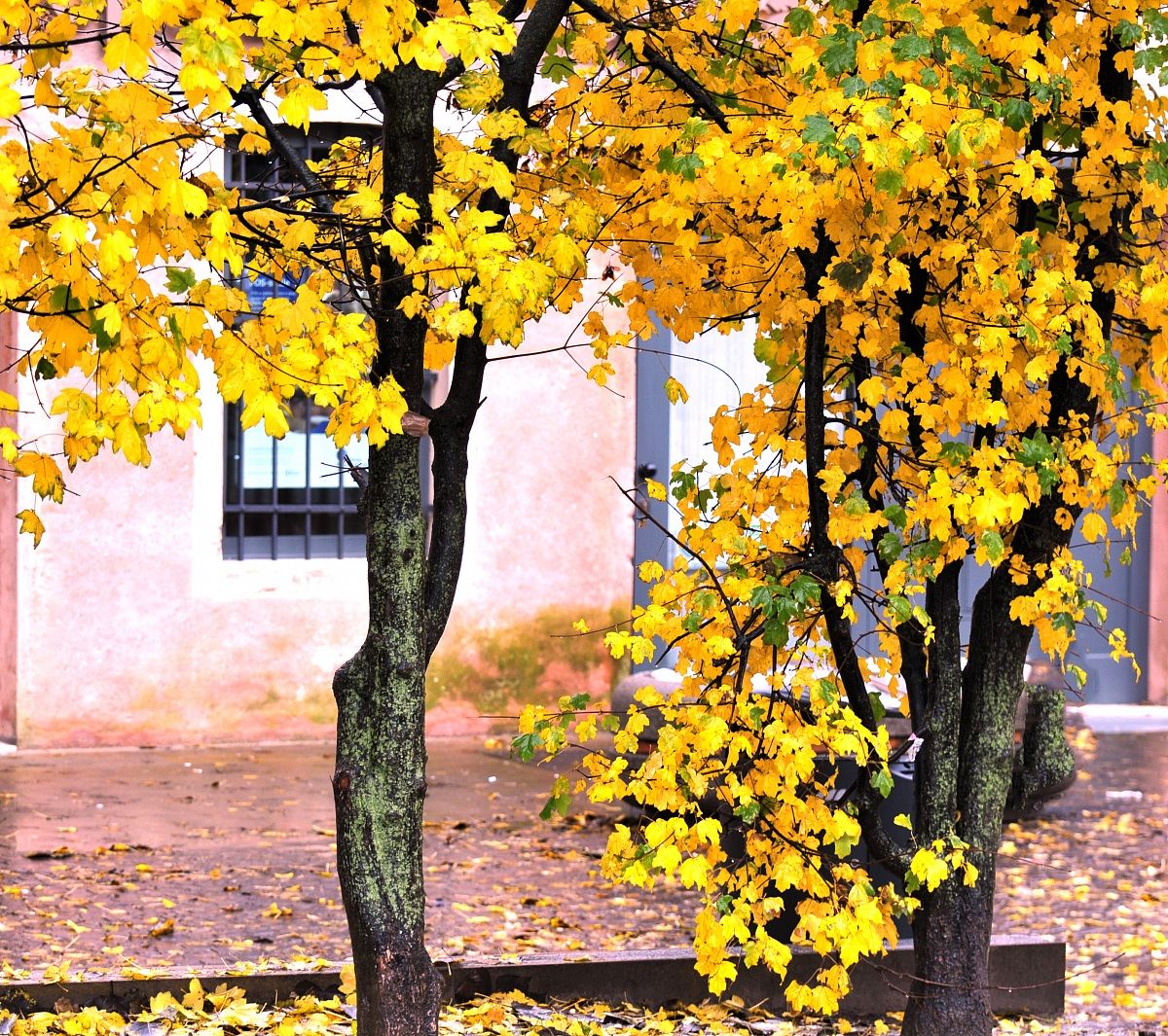 foglie gialle