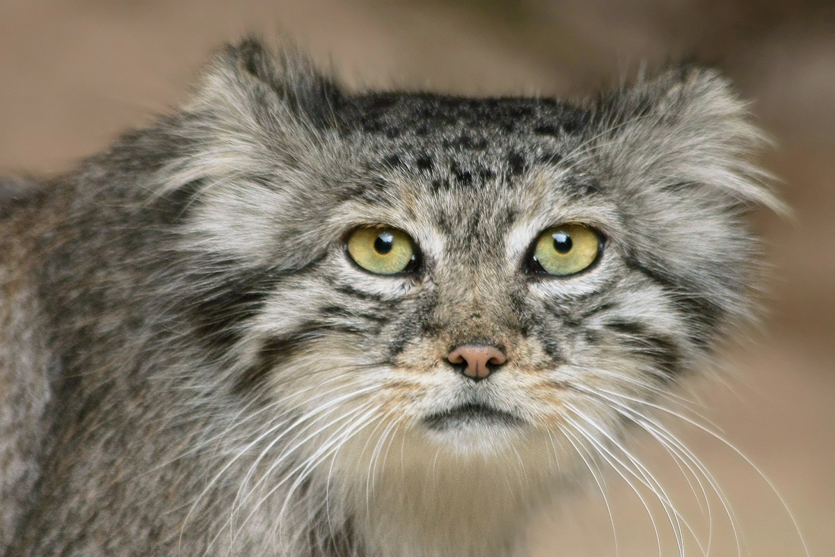 Gatto Manul