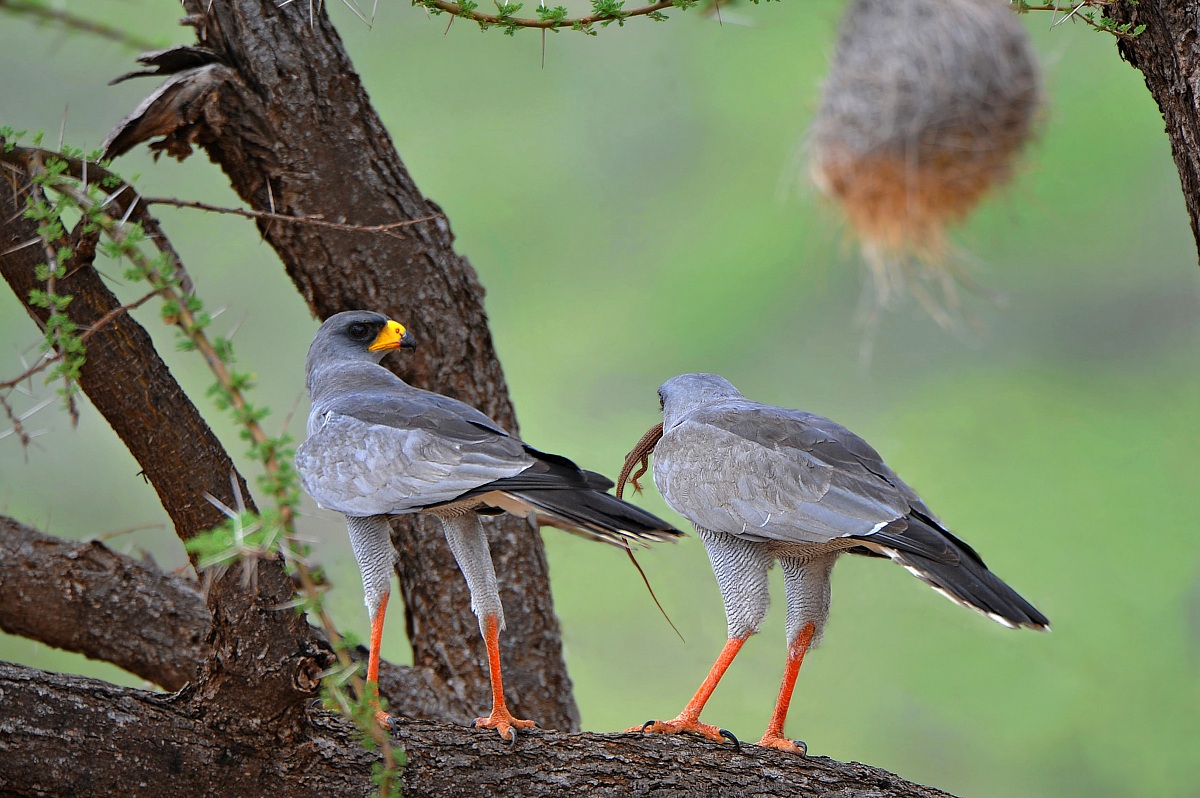Passaggio della preda