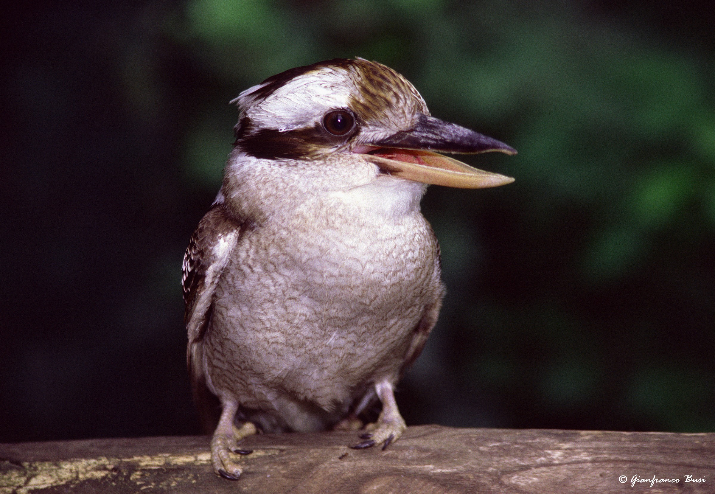 Kookaburra