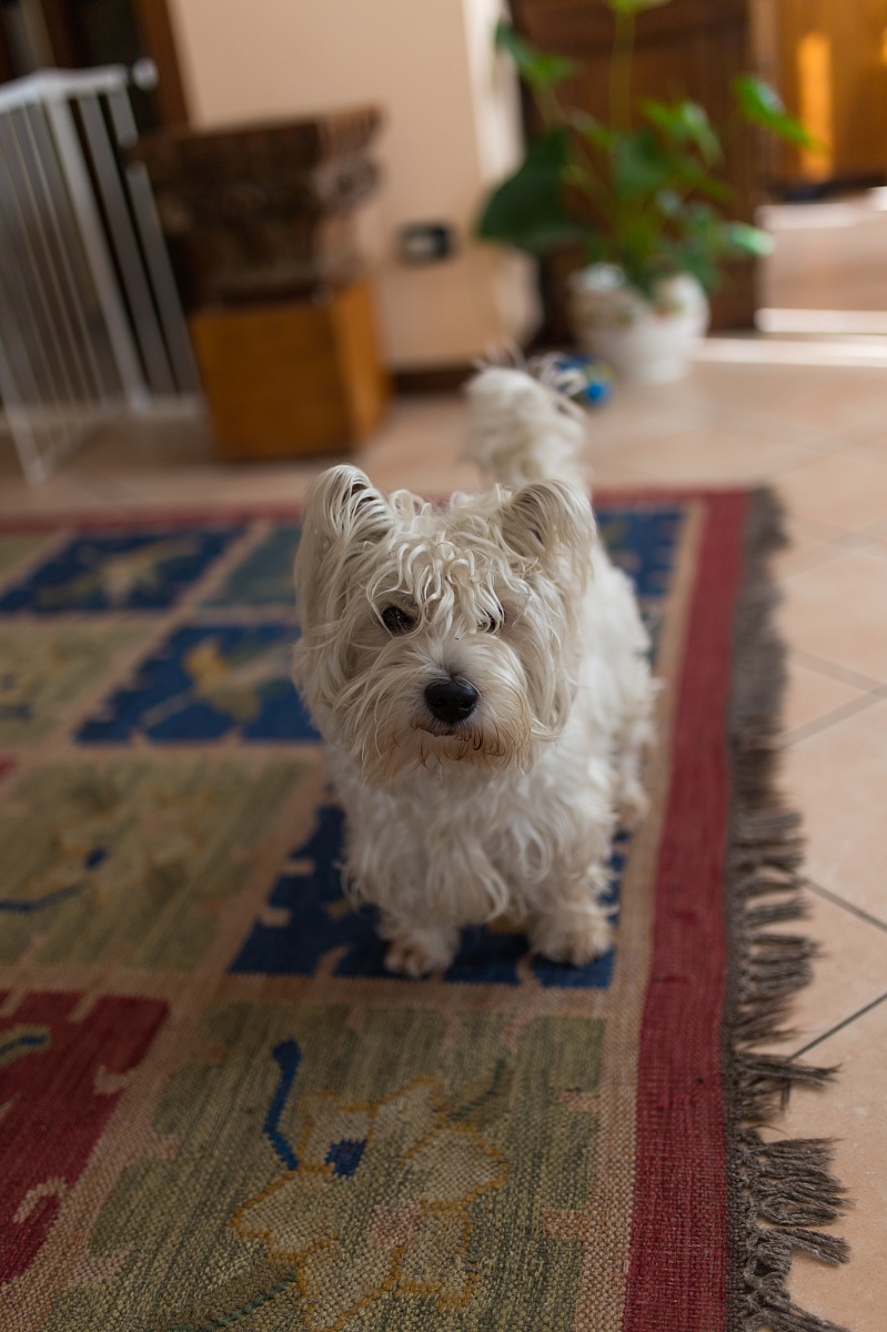 Artù il più bello sei tu!