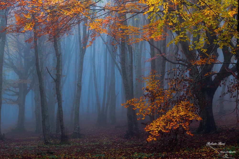 The forest of the fairy tales