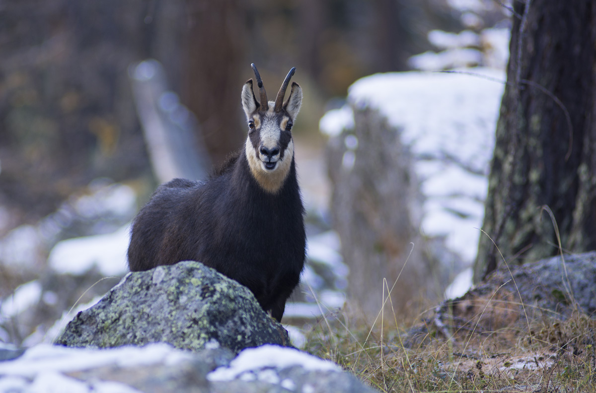 Chamois