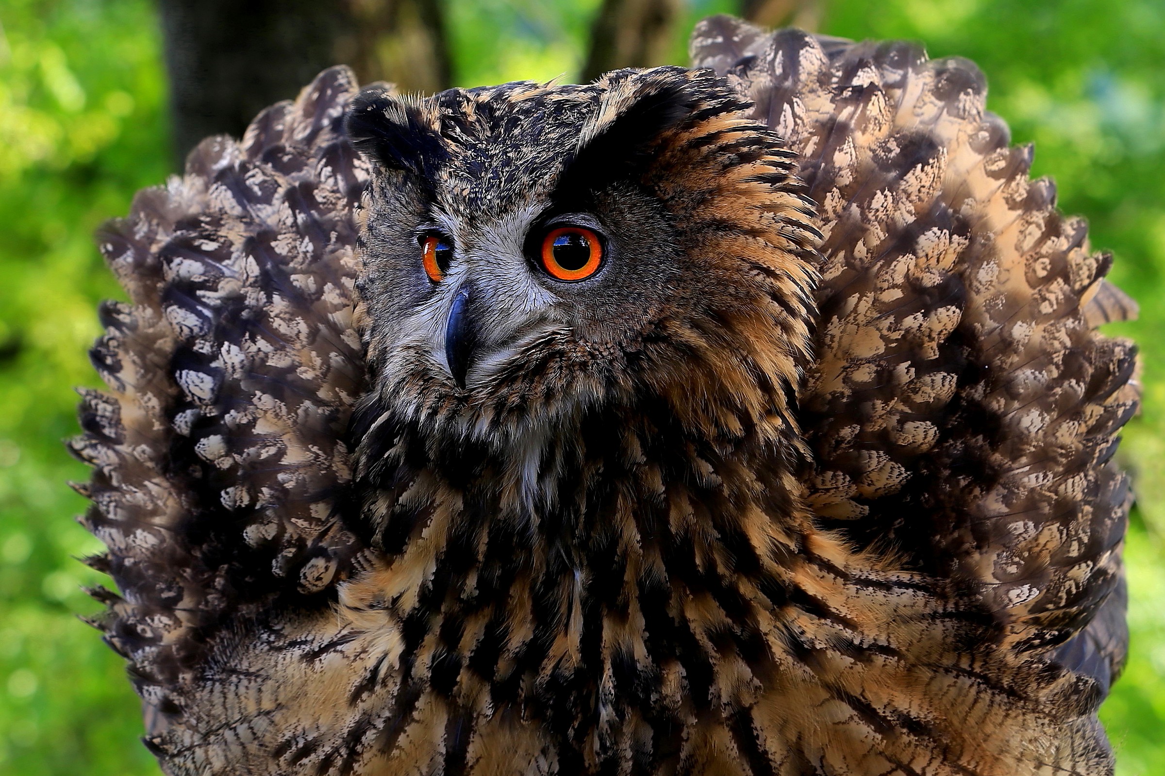 bubo bubo-