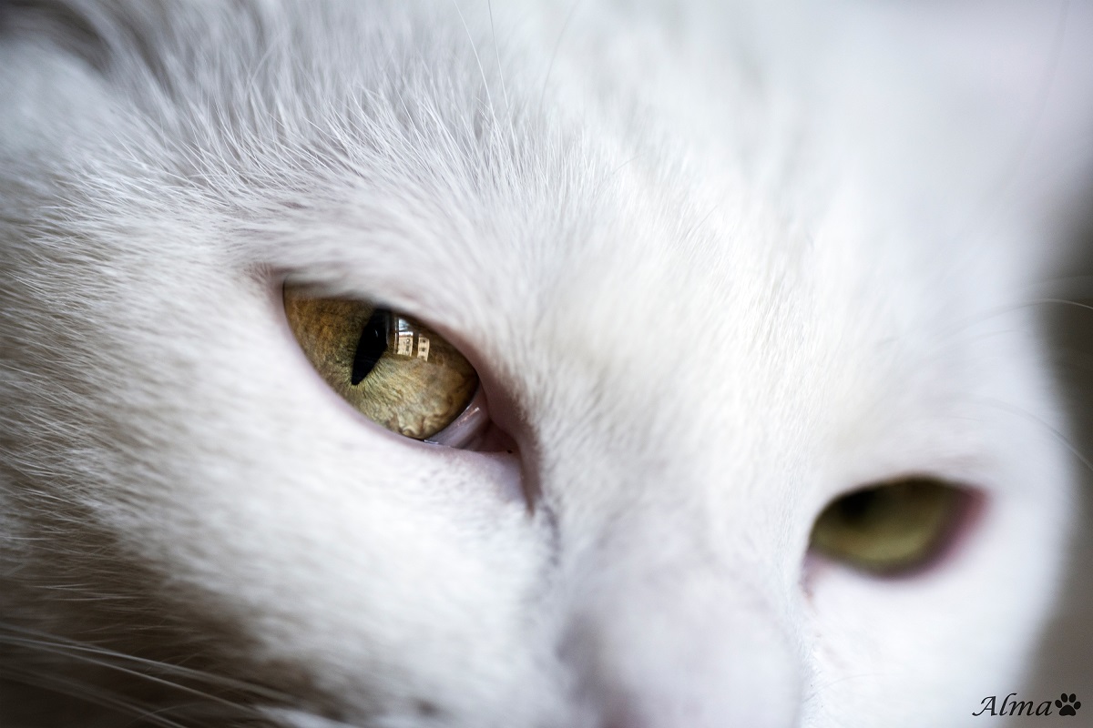 Blanquito Maldito (Hermes)