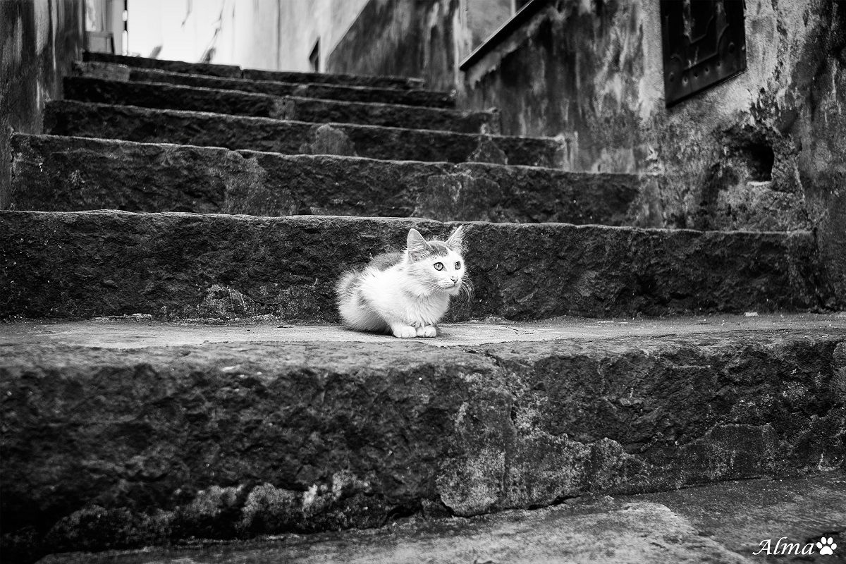 Ravello's Catland