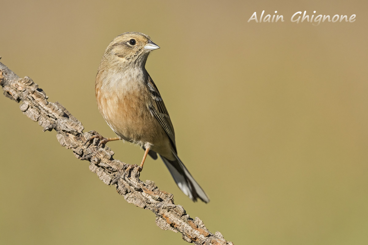 the elegance of the young Rock Bunting