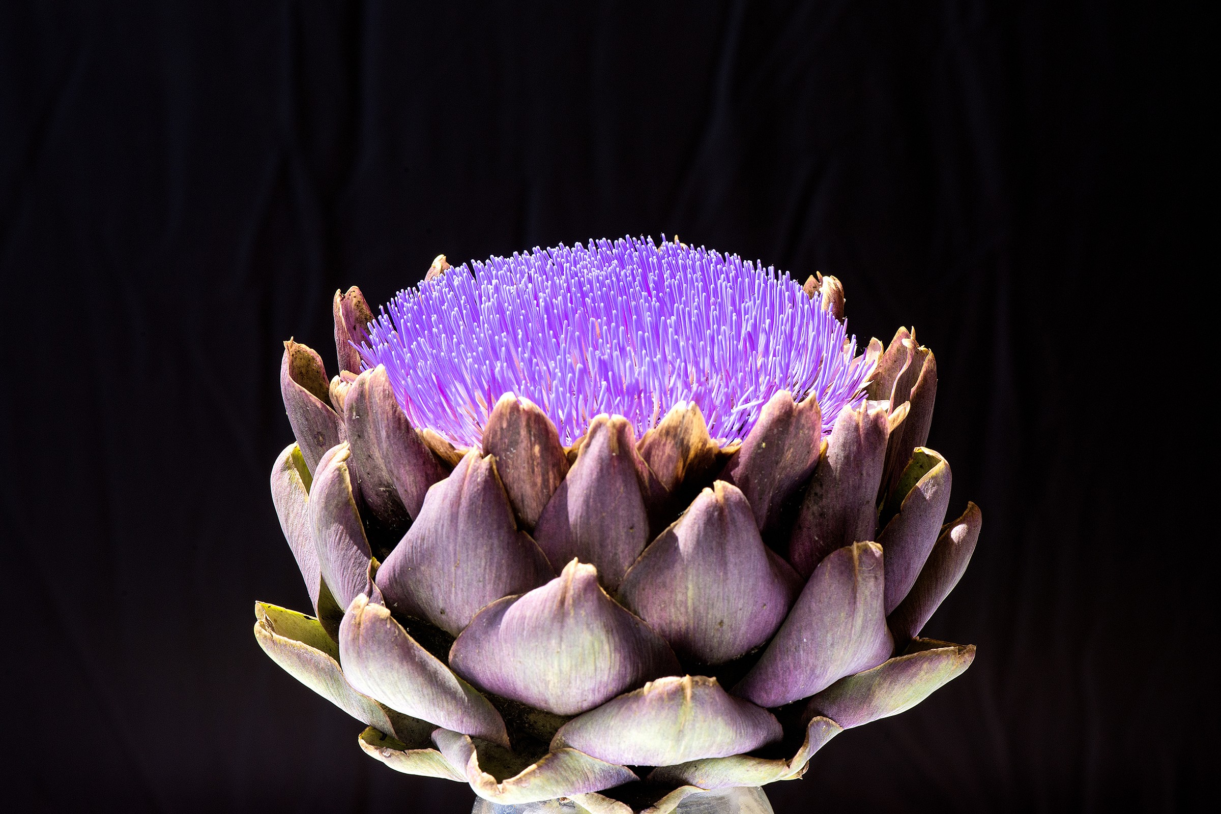 Artichoke Flower