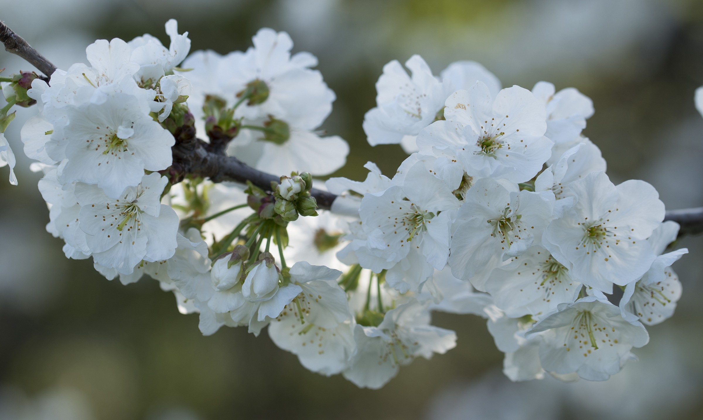 Cherry tree in bloom