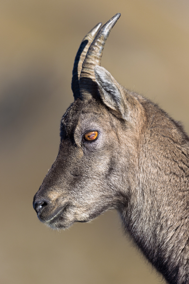 Ritratto di femmina...