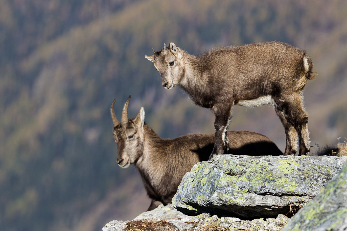 Capretto in compagnia dell'inseparabile madre...