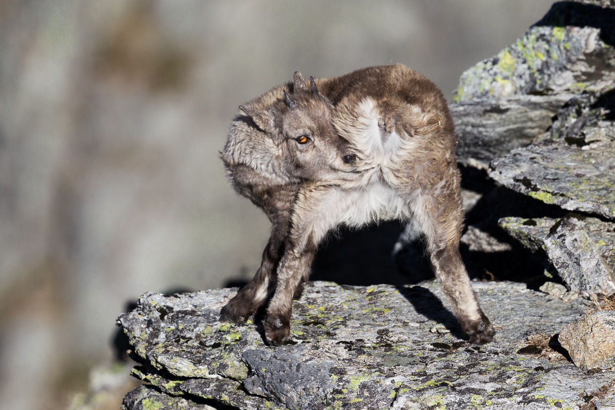 Dopo il pisolino, ci vuole un pò di pulizia personale...
