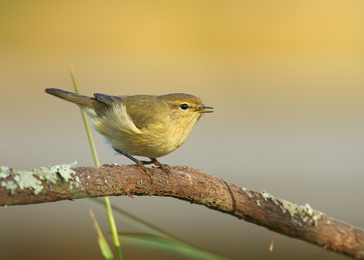Chiffchaff singing ...