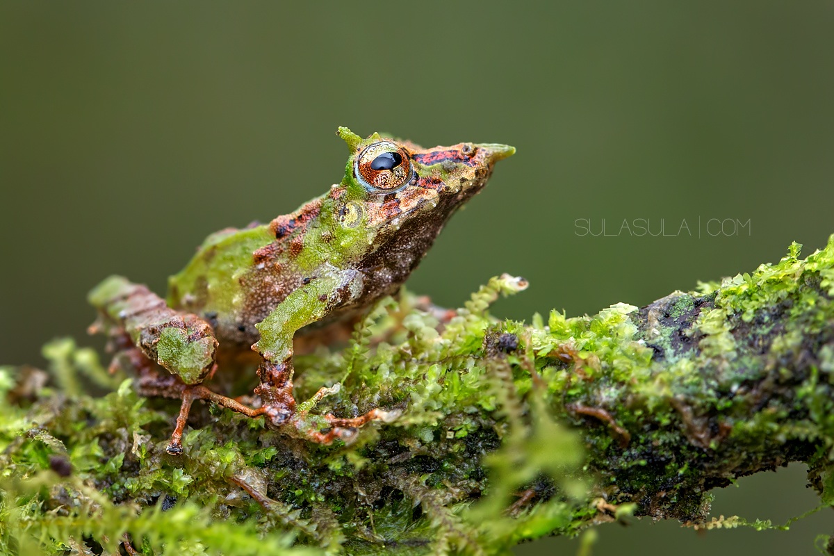 Pinocchio Rainfrog | Ecuador