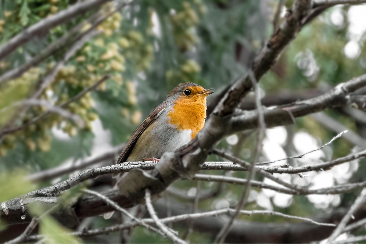 Robin autumn ....