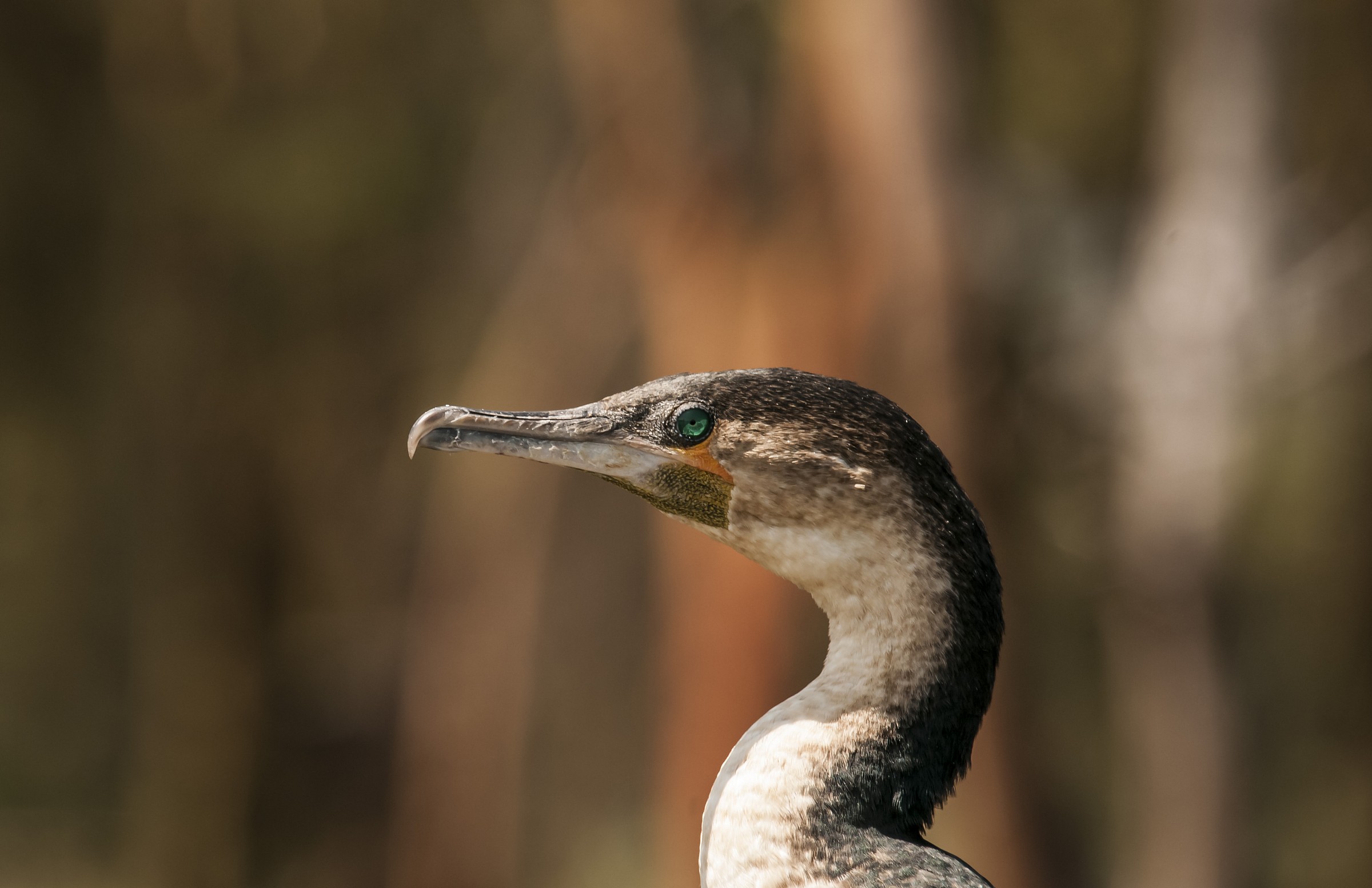 ritratto del cormorano