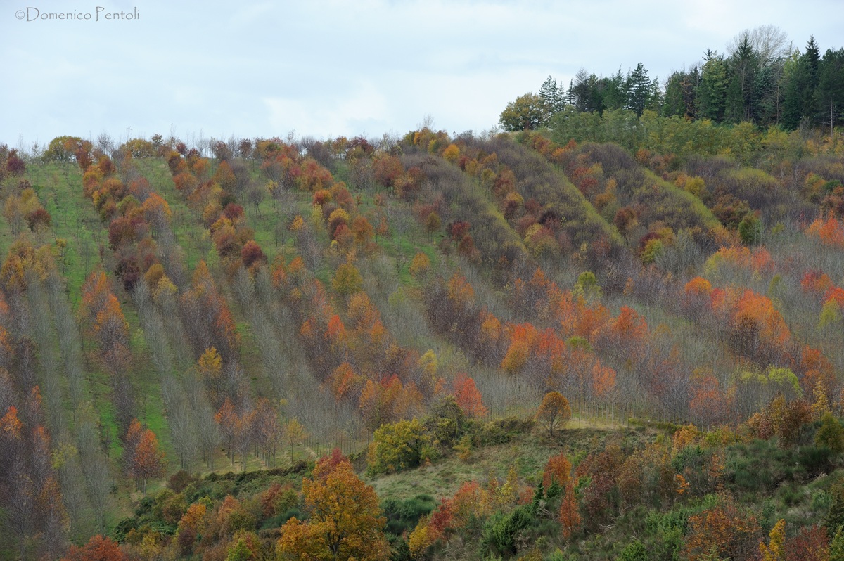 I Colori dell'Autunno