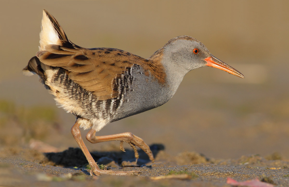 Water Rail