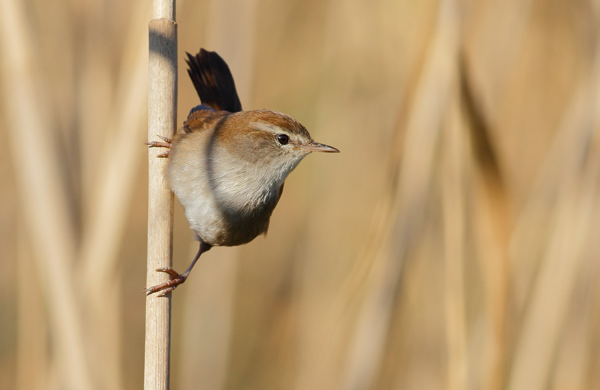 Cetti's Warbler