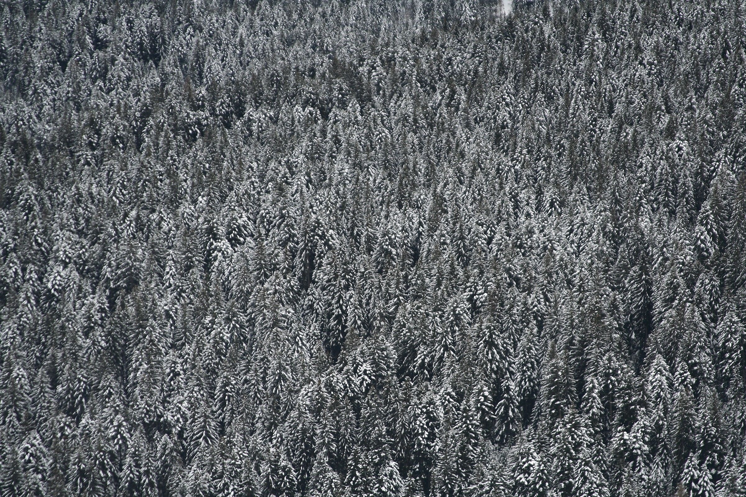 fir trees in winter
