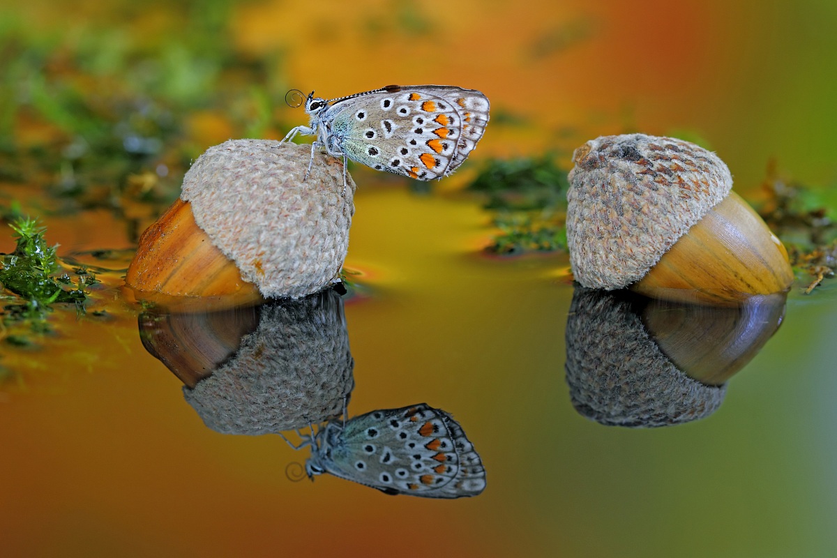 Il laghetto nel bosco