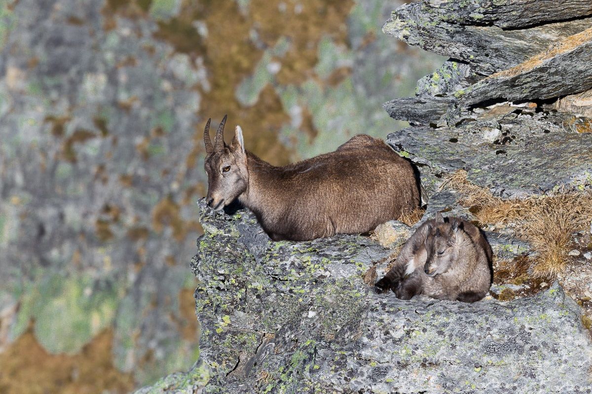 Dormire vicino alla madre è sempre più sicuro....