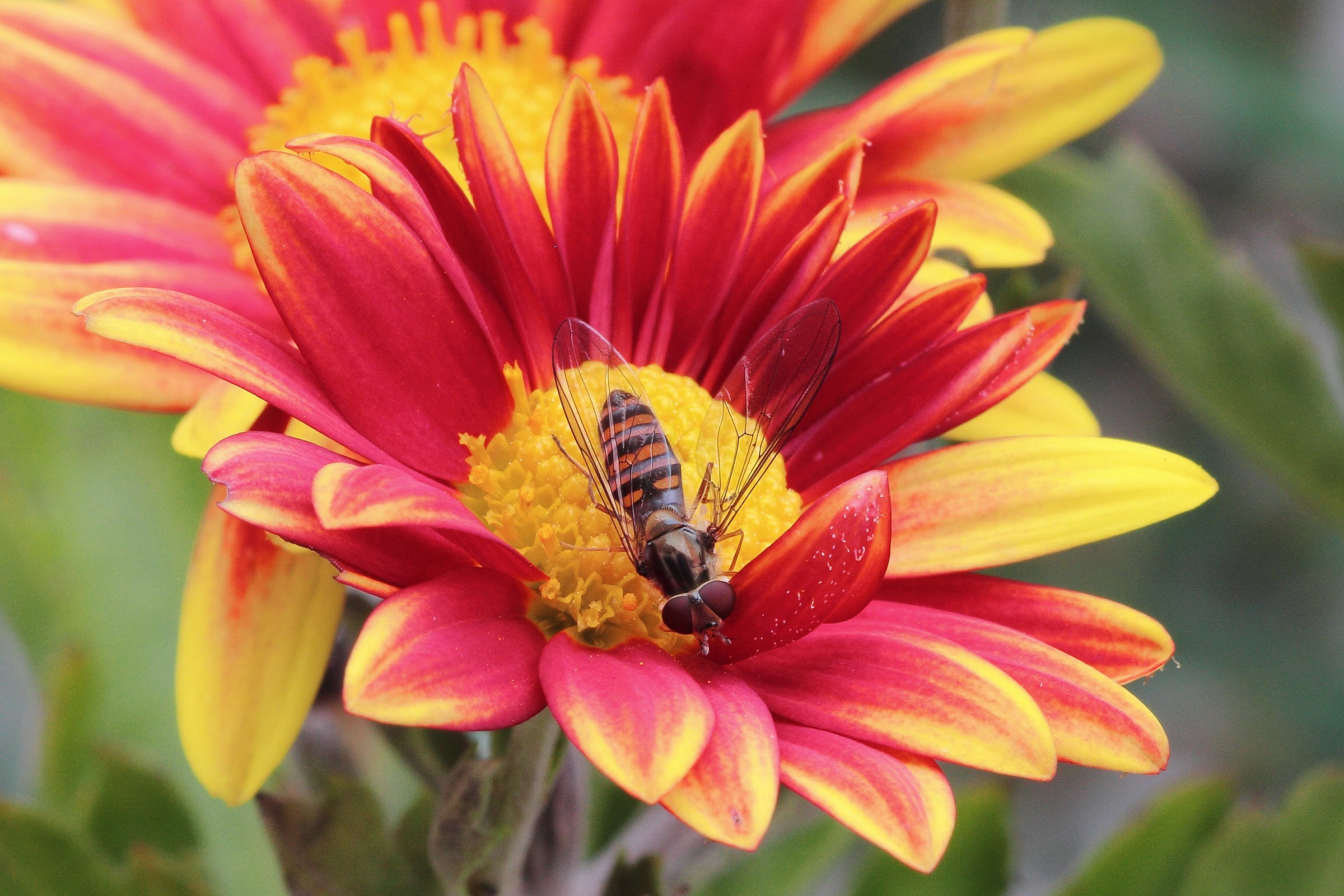 Sirfide su crisantemo