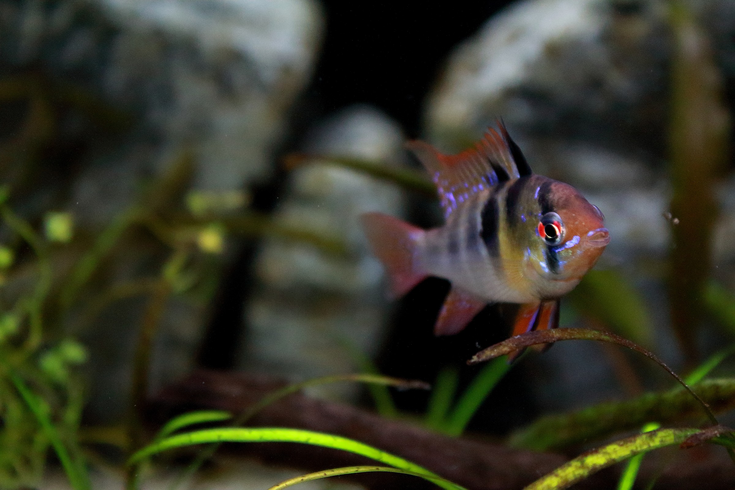 Apistogramma Ramirezi