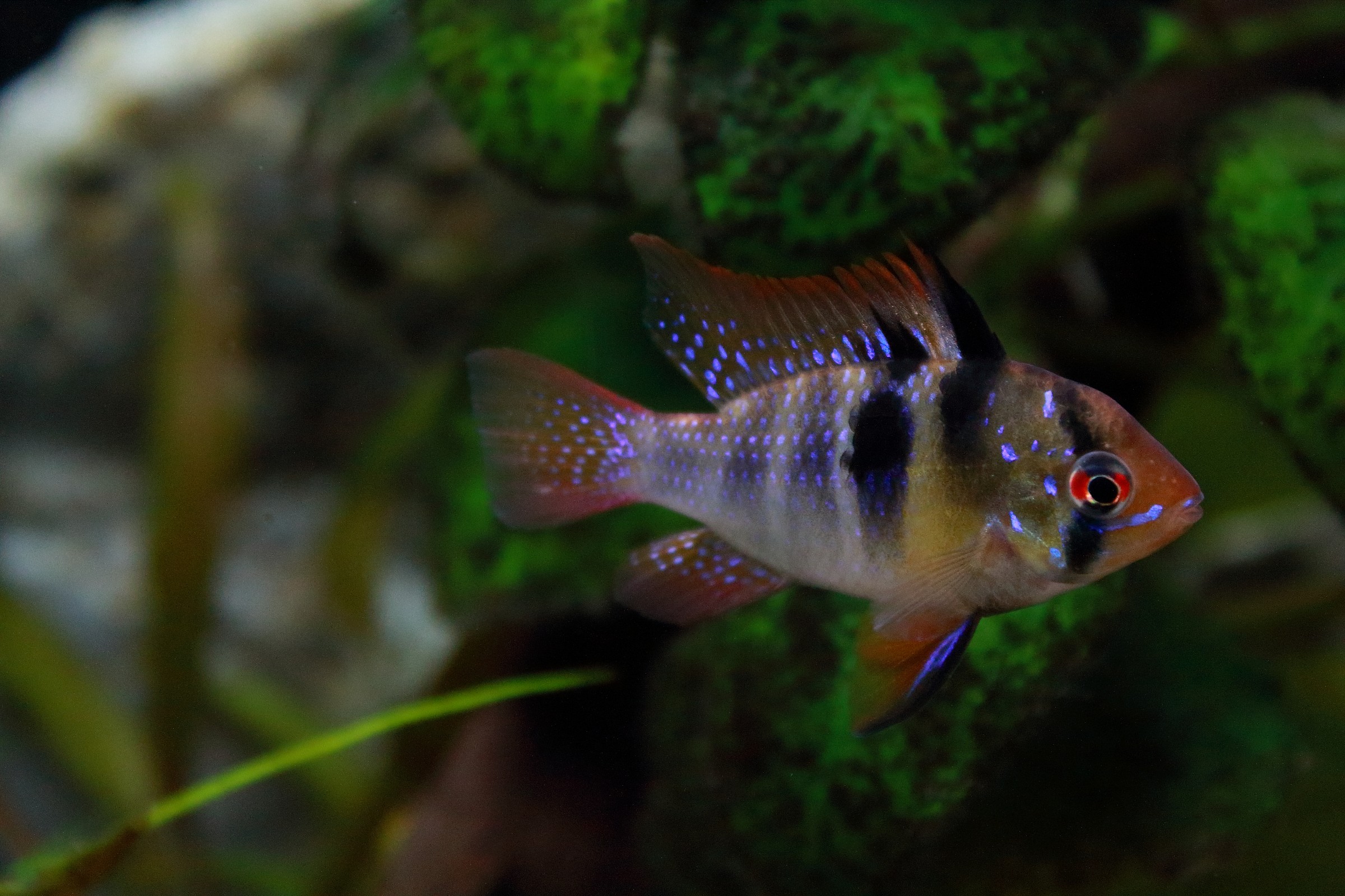 Apistogramma Ramirezi Maschio