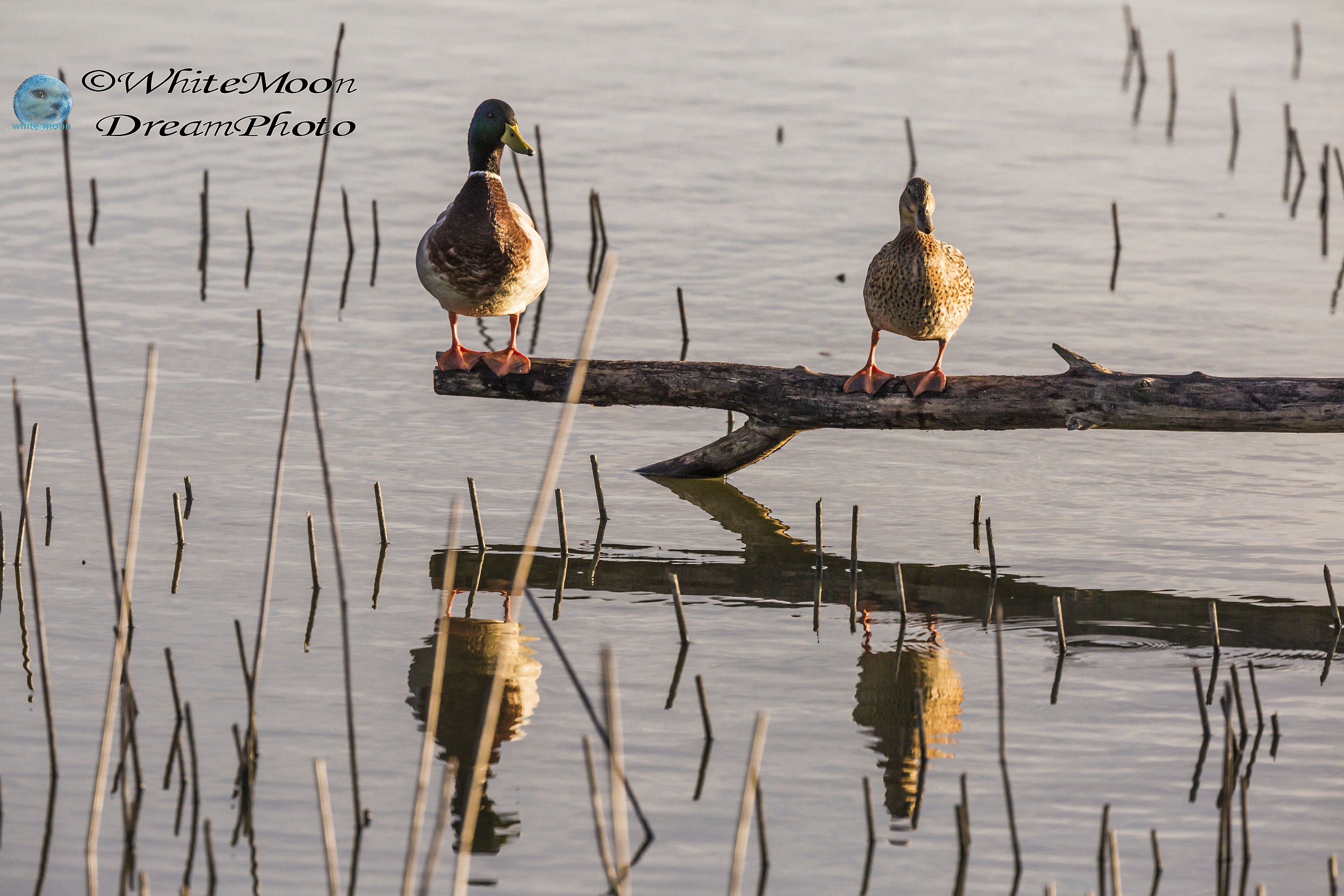 Dolcezza all'alba...