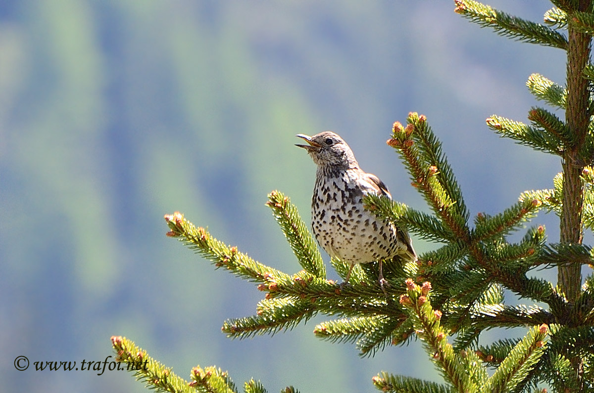 Mistle Thrush