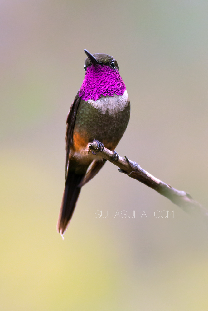 Viola throated Woodstar | Ecuador