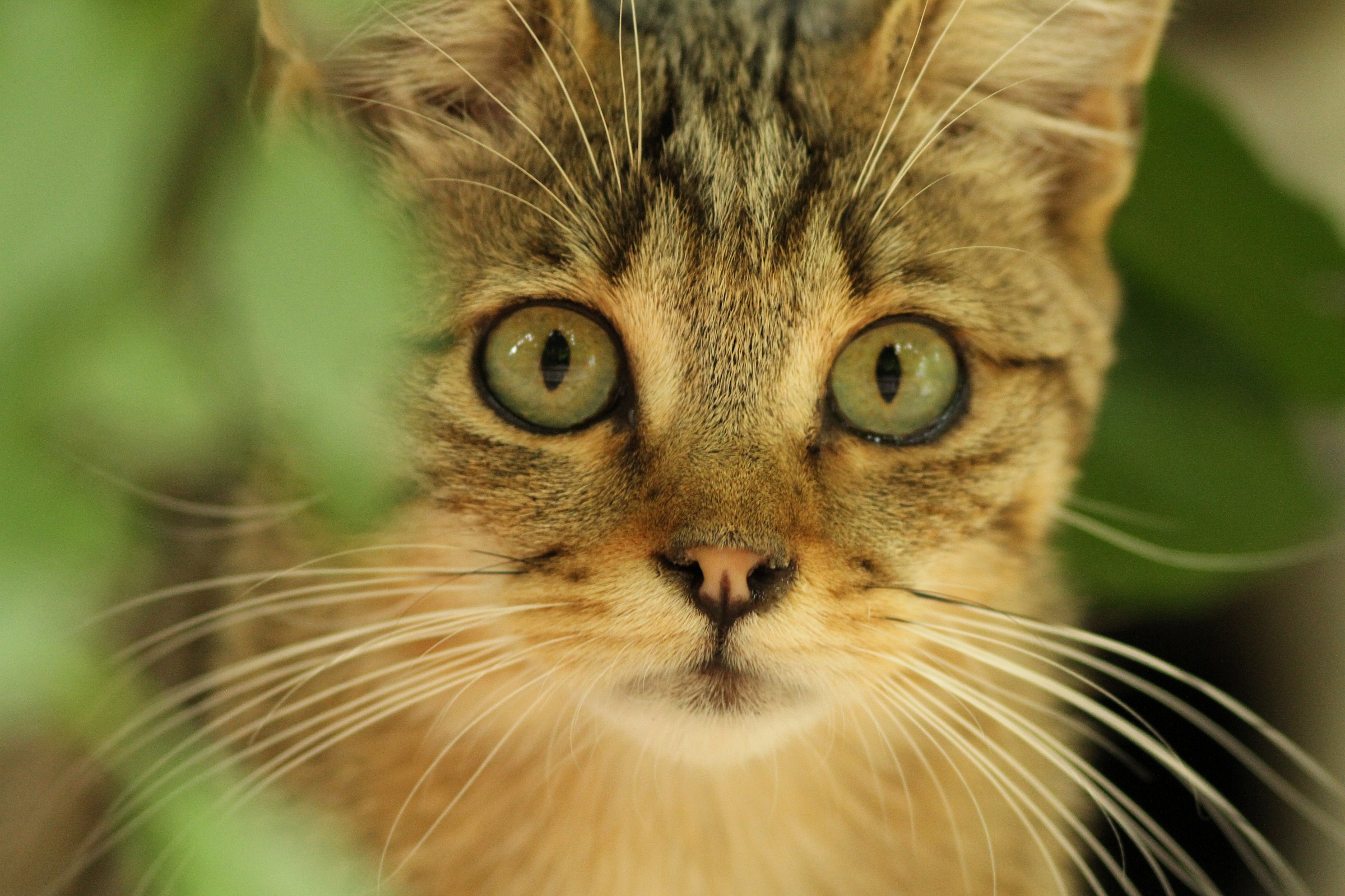 cucciolo di gatto selvatico