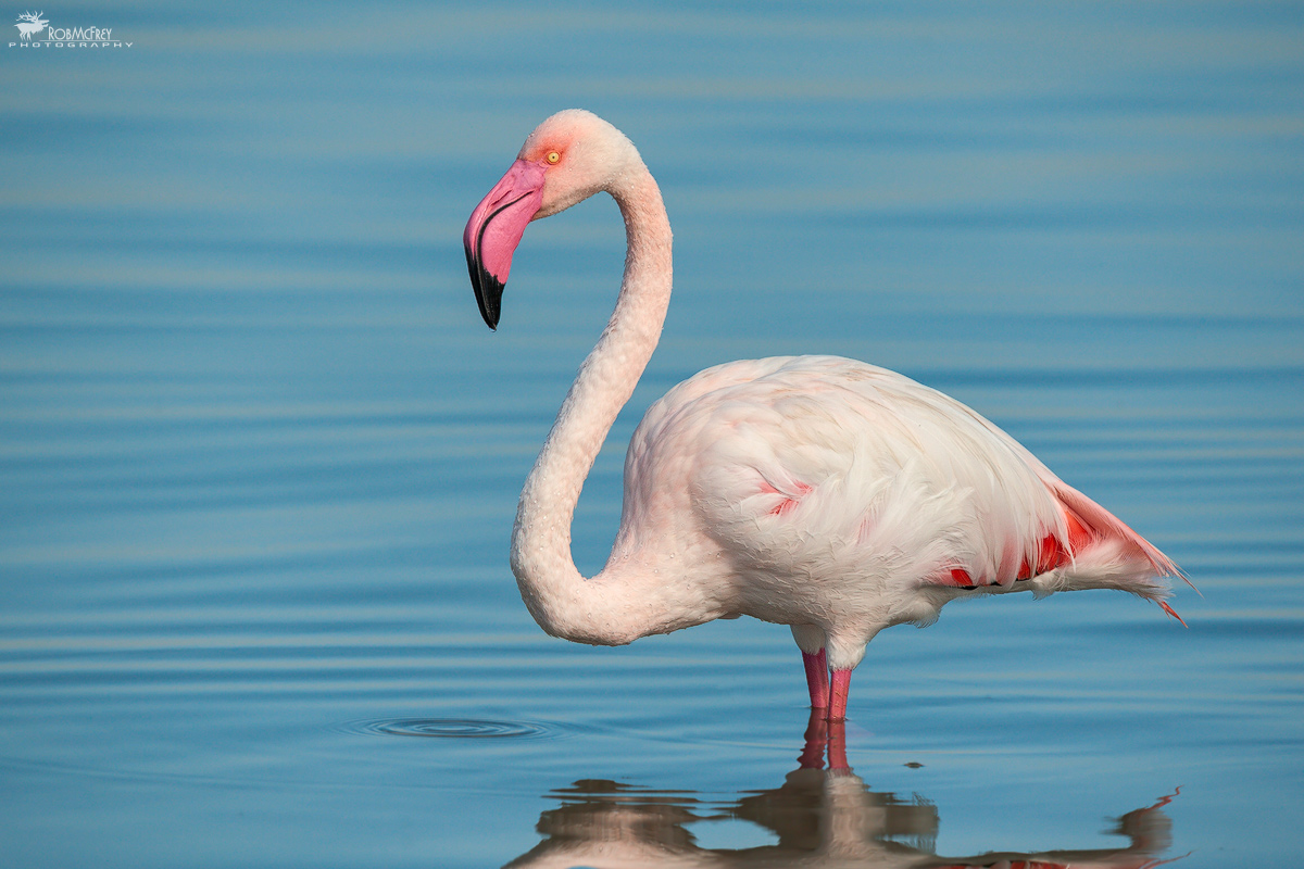 Pink Flamingo Adult