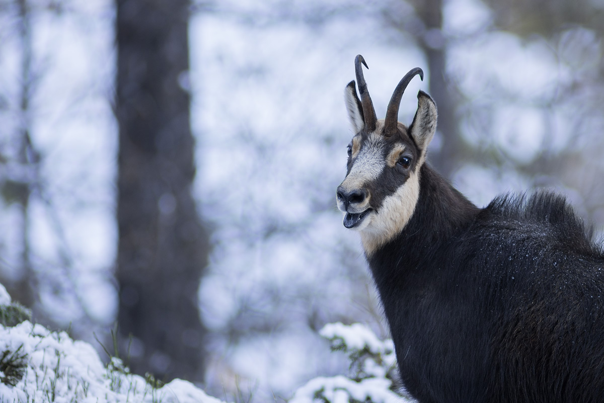 Chamois