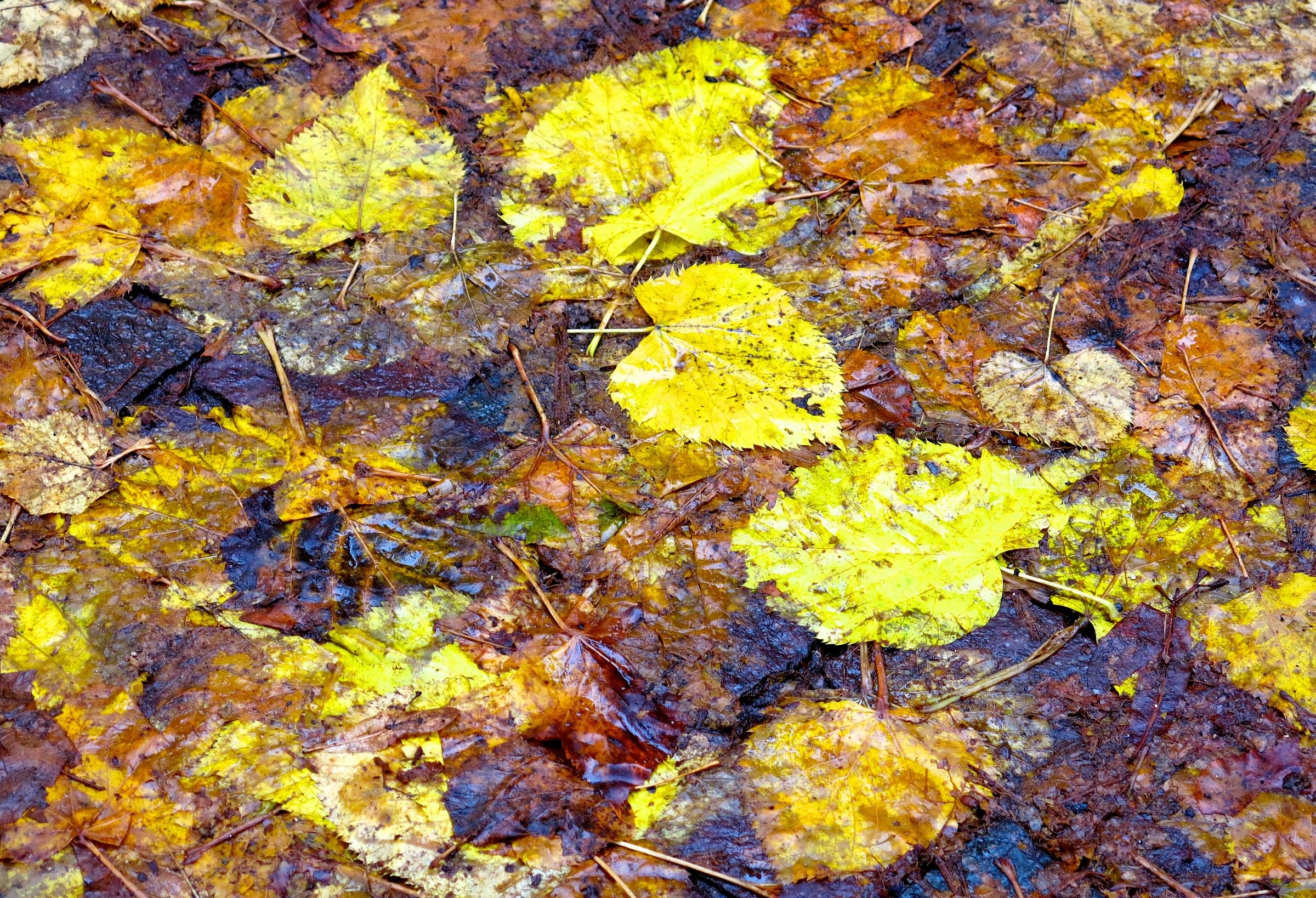 autunno tra le vigne