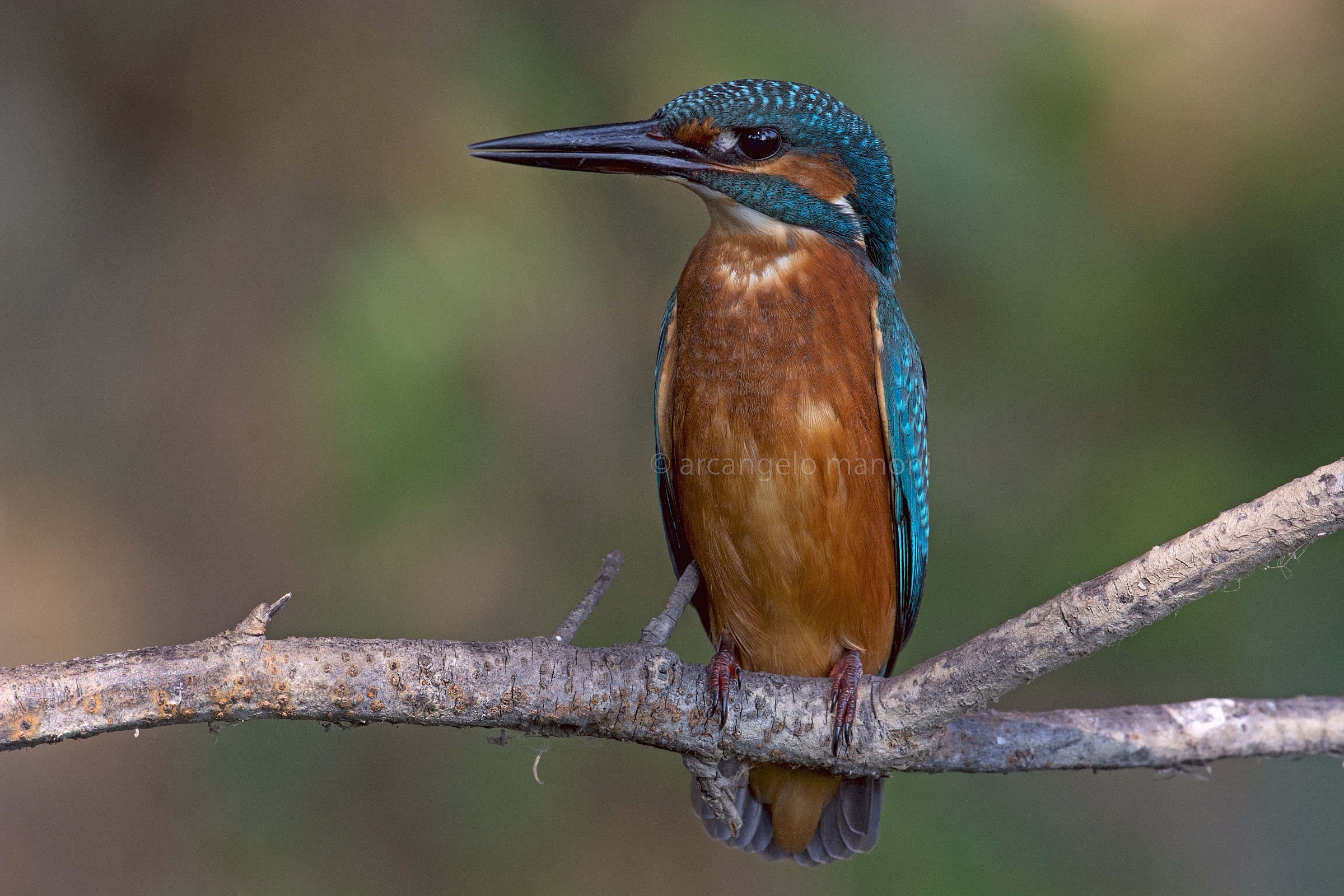 11 novembre 2014 : San Martino